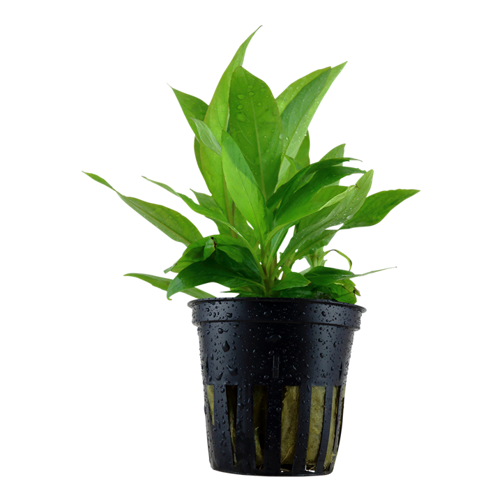 Tropica Akvarieplante i potte Hygrophila Corymbosa Stricta